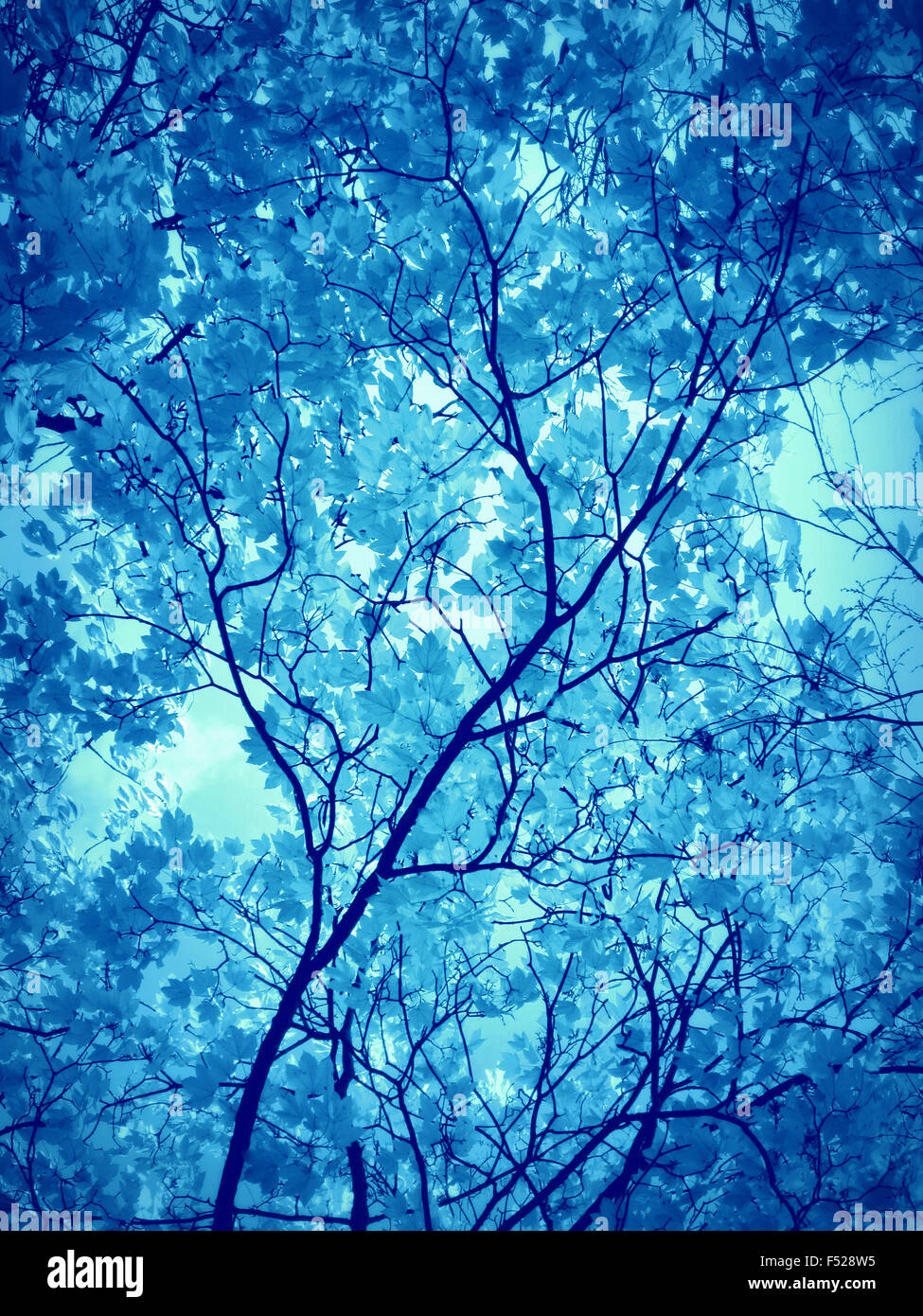 Baum, Äste, Zweige, Monochrom blau, Stockfoto