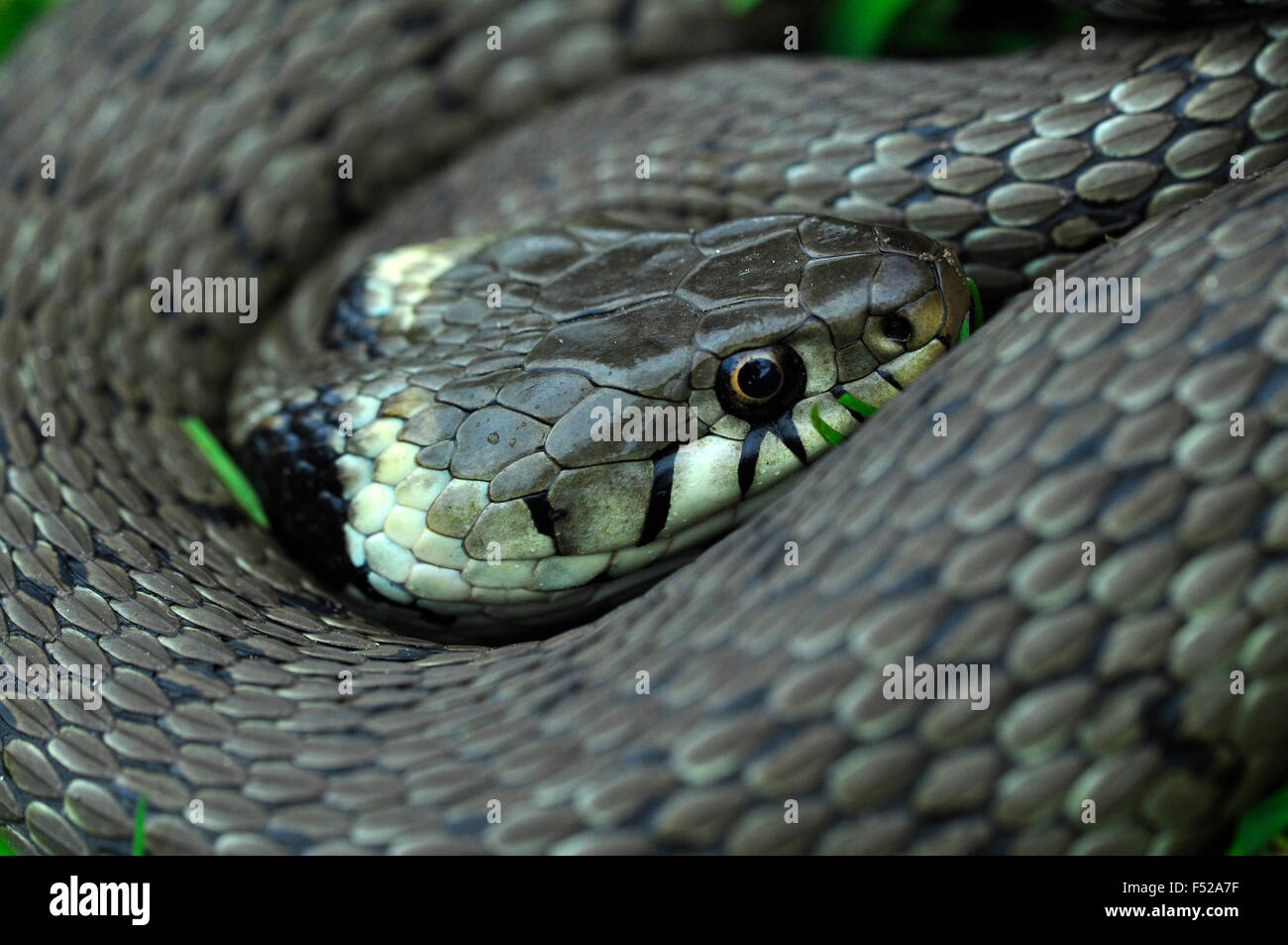 Ringelnatter zusammengerollt aber weit wach UK Stockfoto