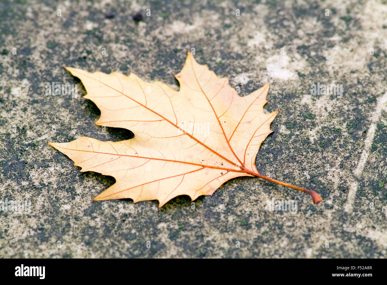 Herbstblatt auf einem Grabstein Friedhof Bonn Deutschland Europa Stockfoto