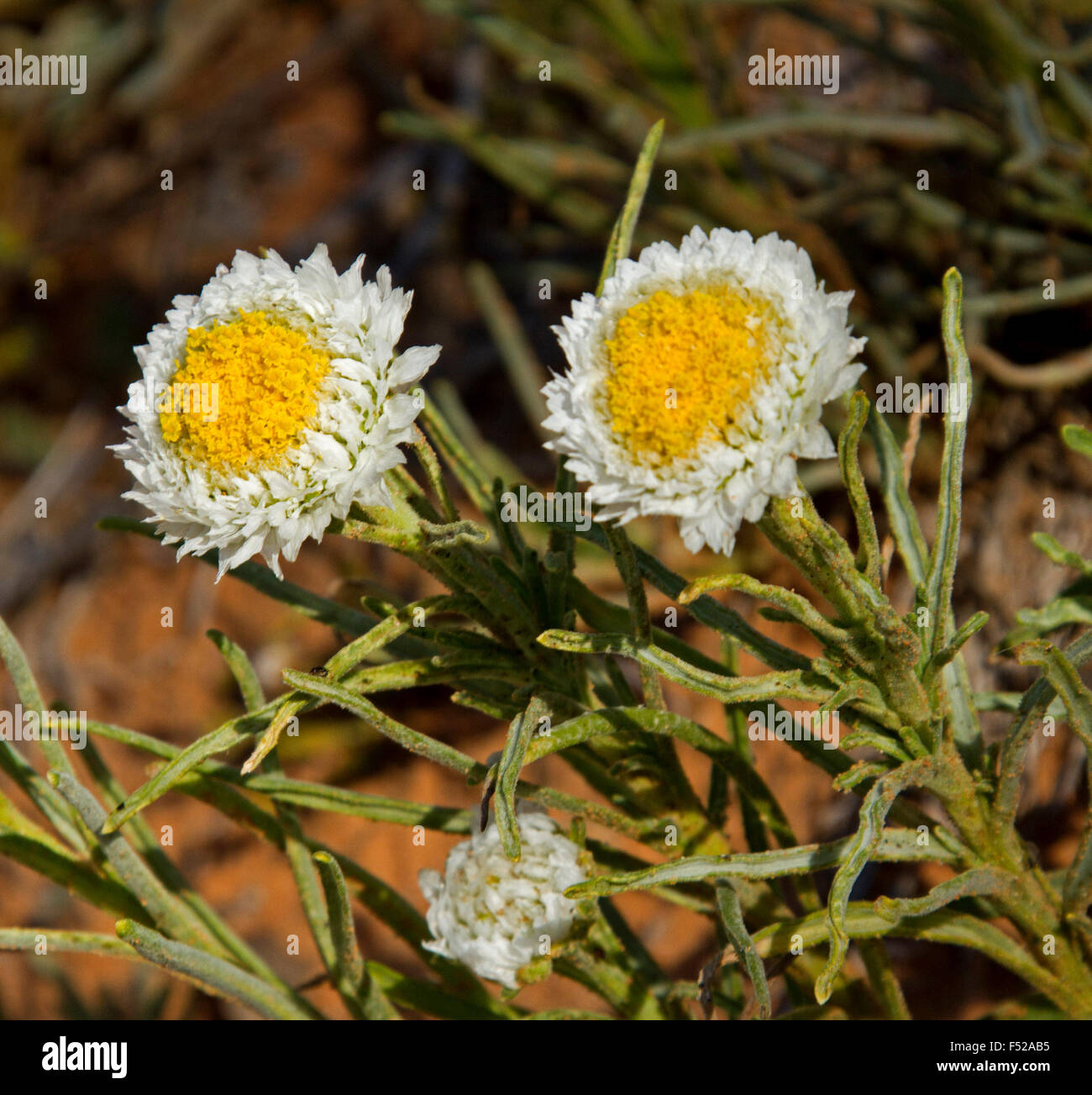 Zwei gelbe & weiße Blumen & Blätter der Polycalymma Stuartii, pochiertem Ei Gänseblümchen wachsen im Outback Australien Stockfoto