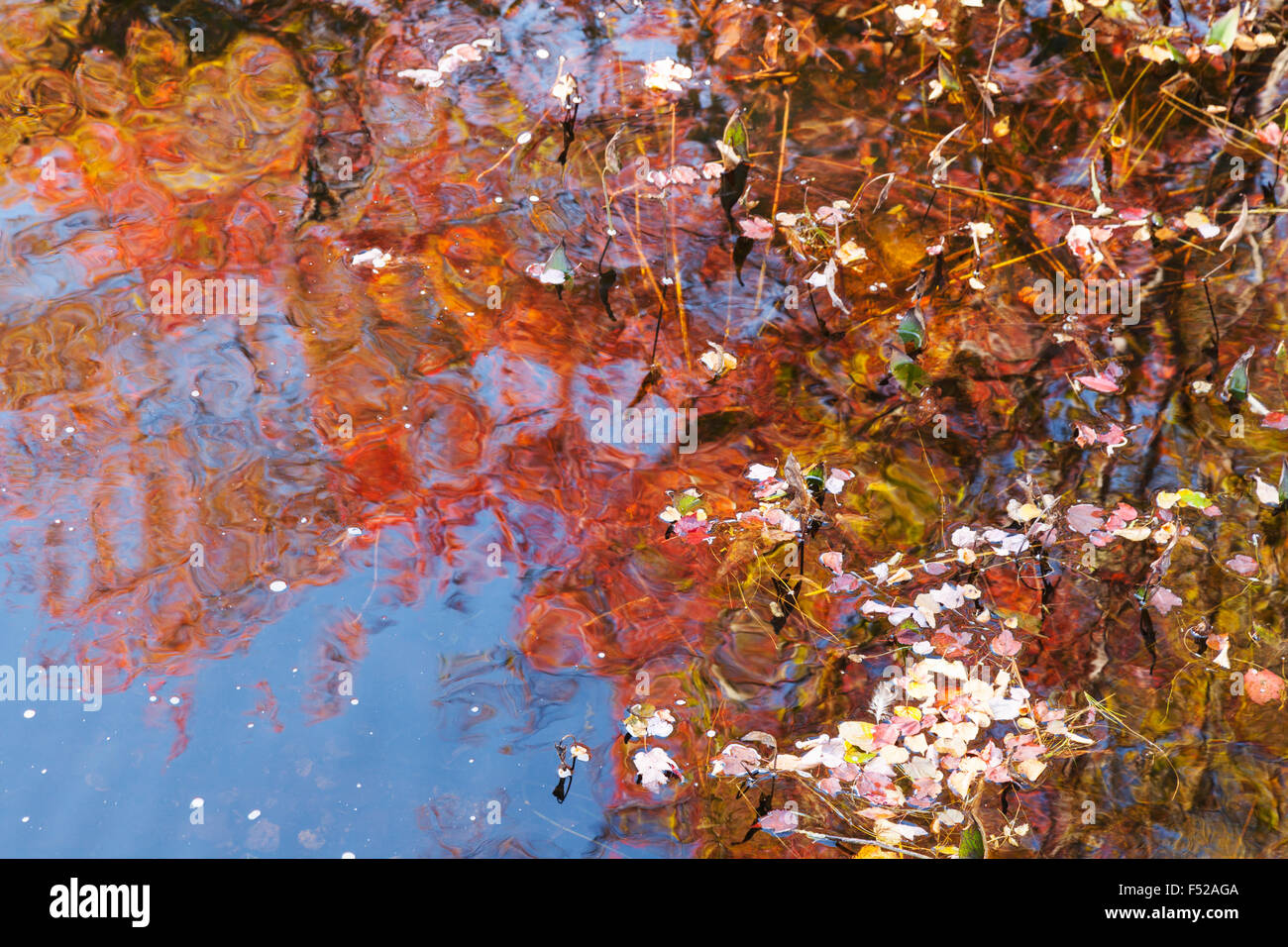 Im Herbst Laub Herbstfarben spiegeln sich in einem Teich, Somesville, Acadia Nationalpark in Maine USA Stockfoto