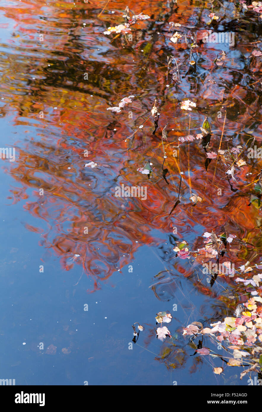 Im Herbst Laub Herbstfarben spiegeln sich in einem Teich, Somesville, Acadia Nationalpark in Maine USA Stockfoto