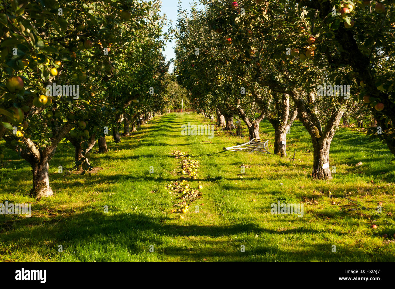Obstgarten der Apfelbäume im Garten von Wisley RHS. Stockfoto