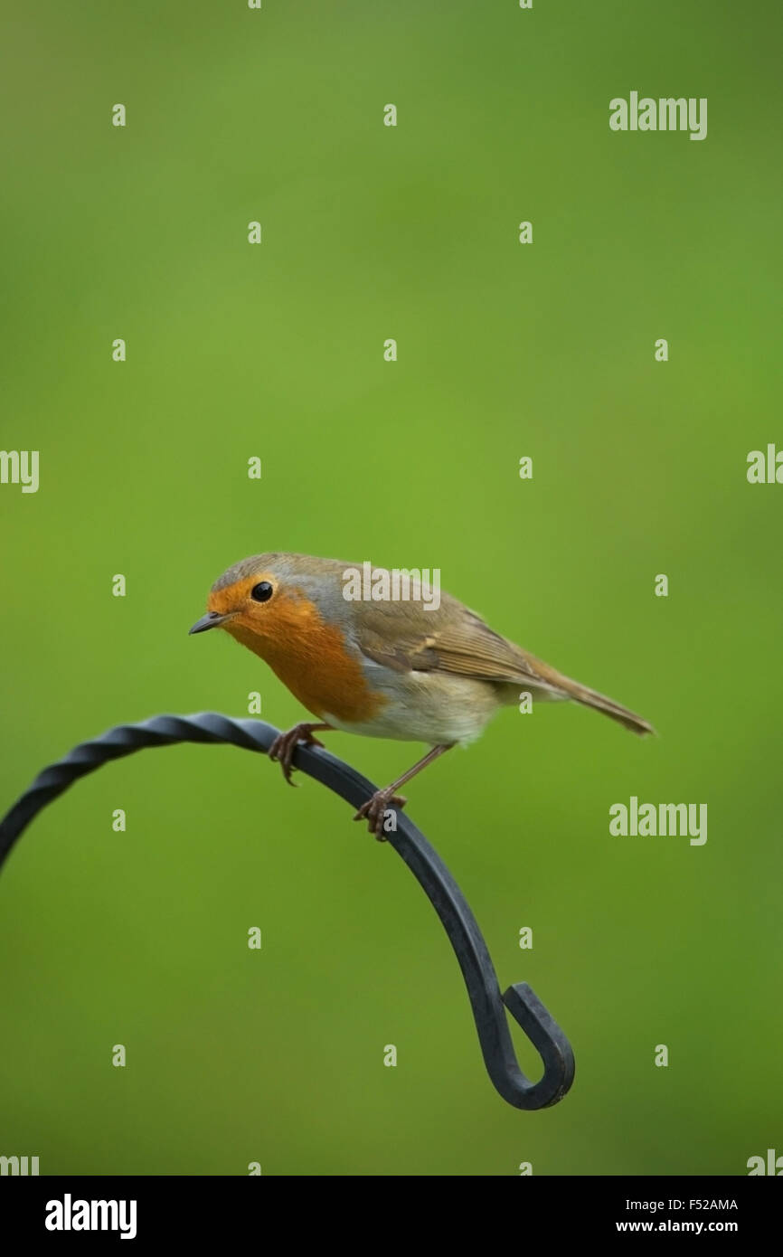 Robin (Erithacus Rubecula) Stockfoto