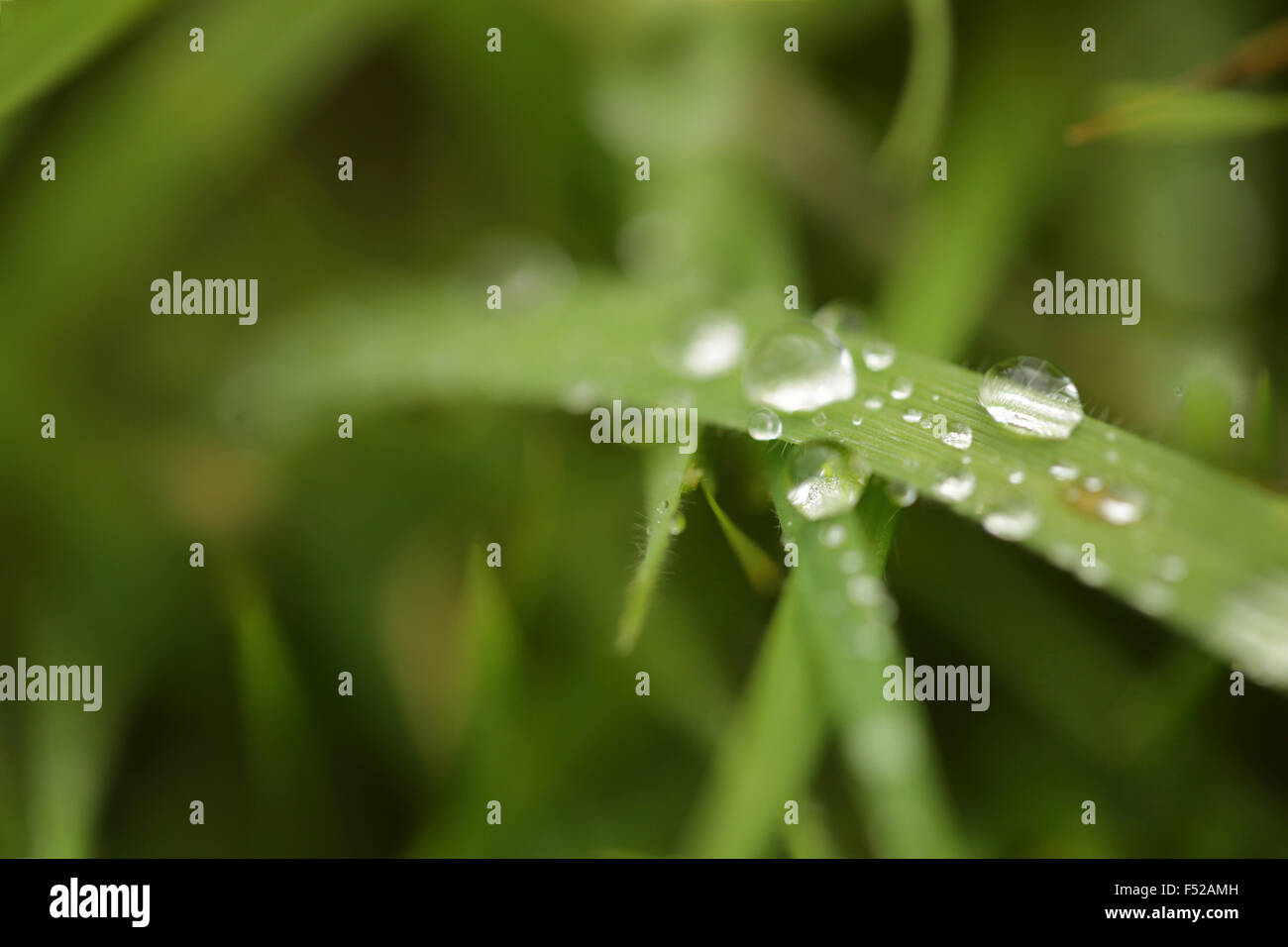 Regentropfen auf einem Grashalm Stockfoto