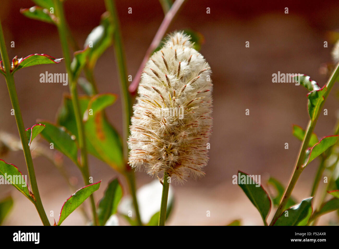 Creme flauschige Blume & grüne Blätter Ptilotus Macrocephalus, grüne Pussytails, Mulla Mulla, Wildblumen im australischen outback Stockfoto