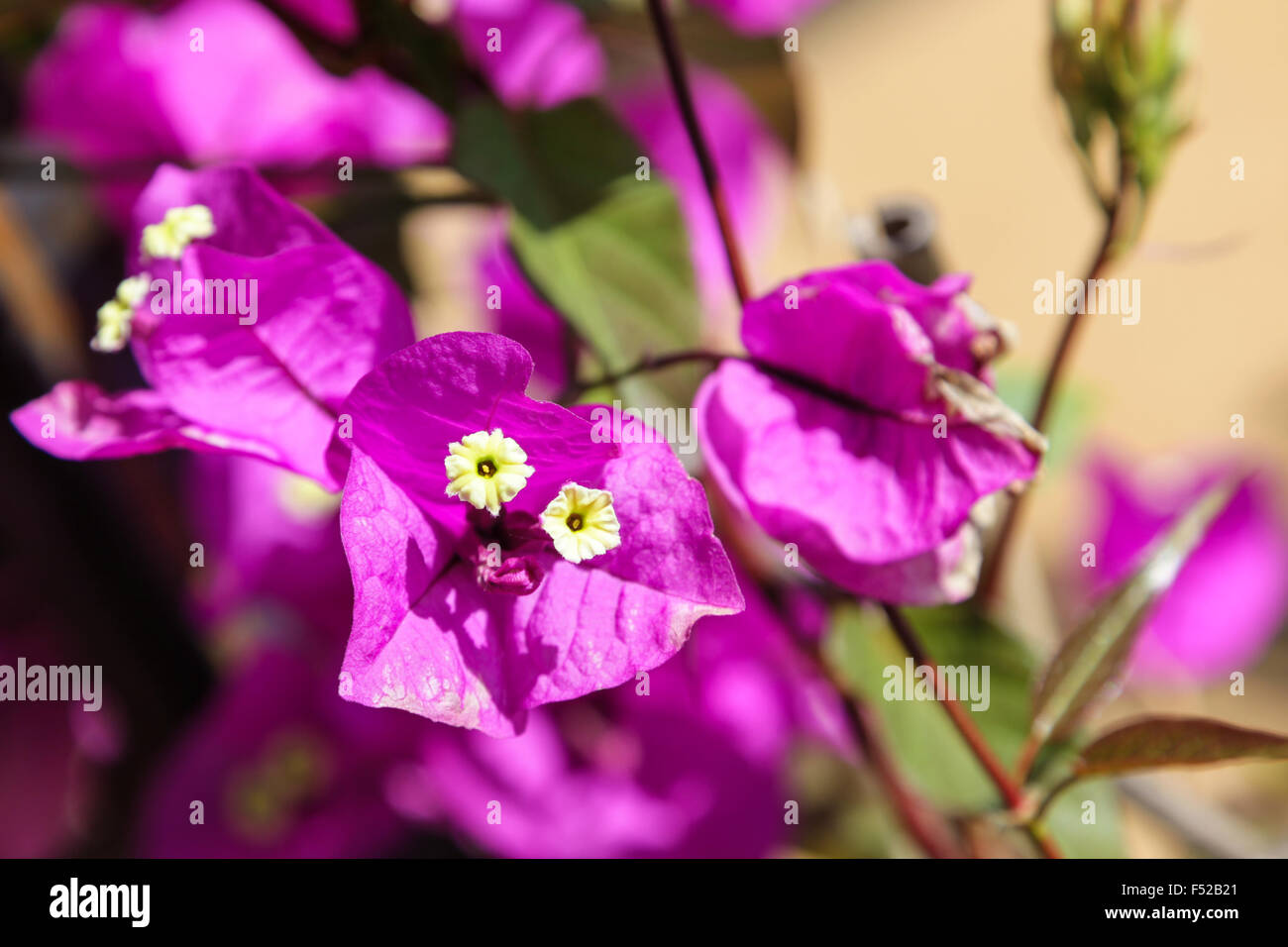 Internationale Garten Festival Chaumont Sur Loire, Frankreich. Bougainvillea Glabra, Papierblume Stockfoto