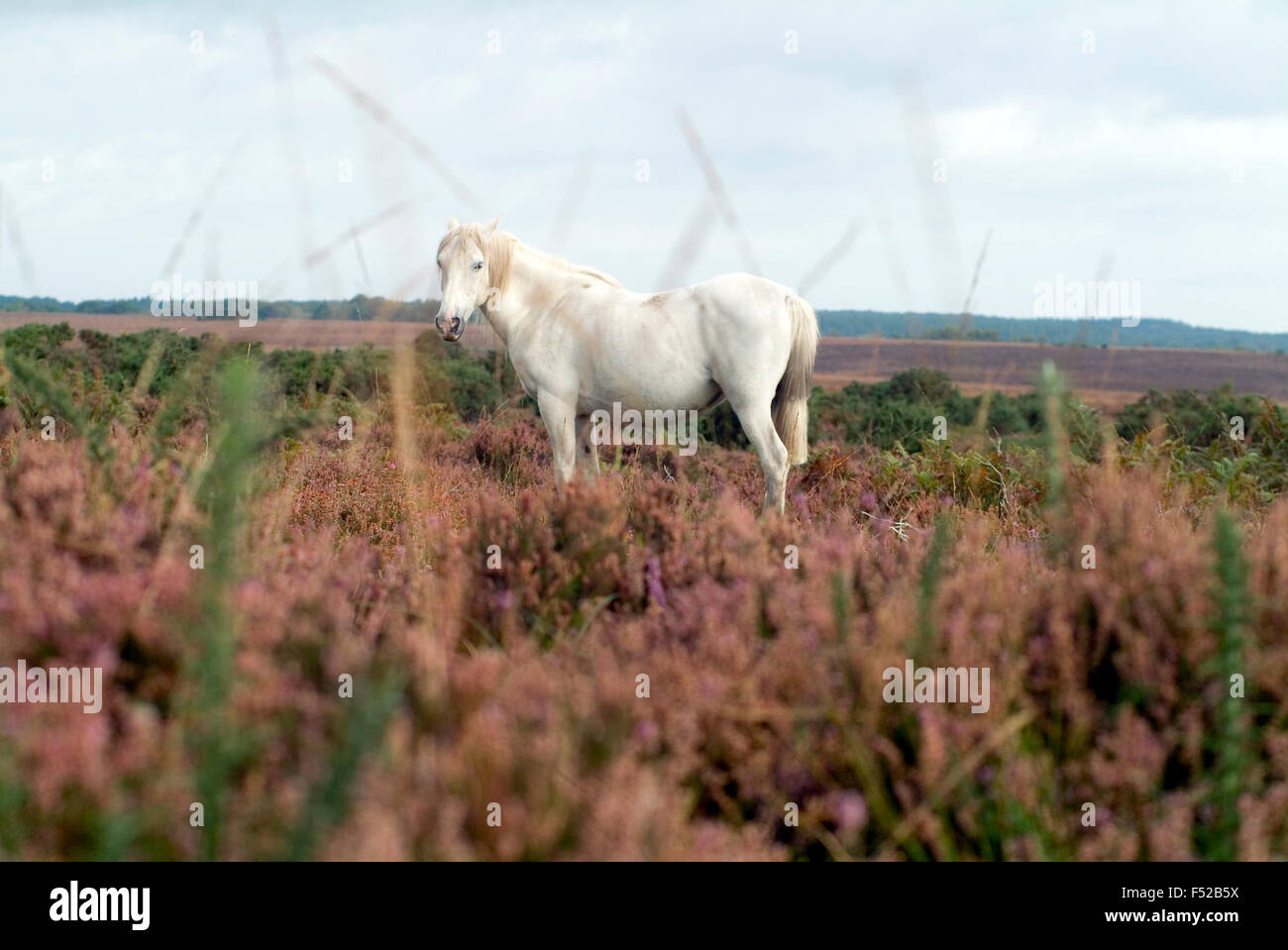 Pferde in New Forest Hampshire England UK Europa Stockfoto