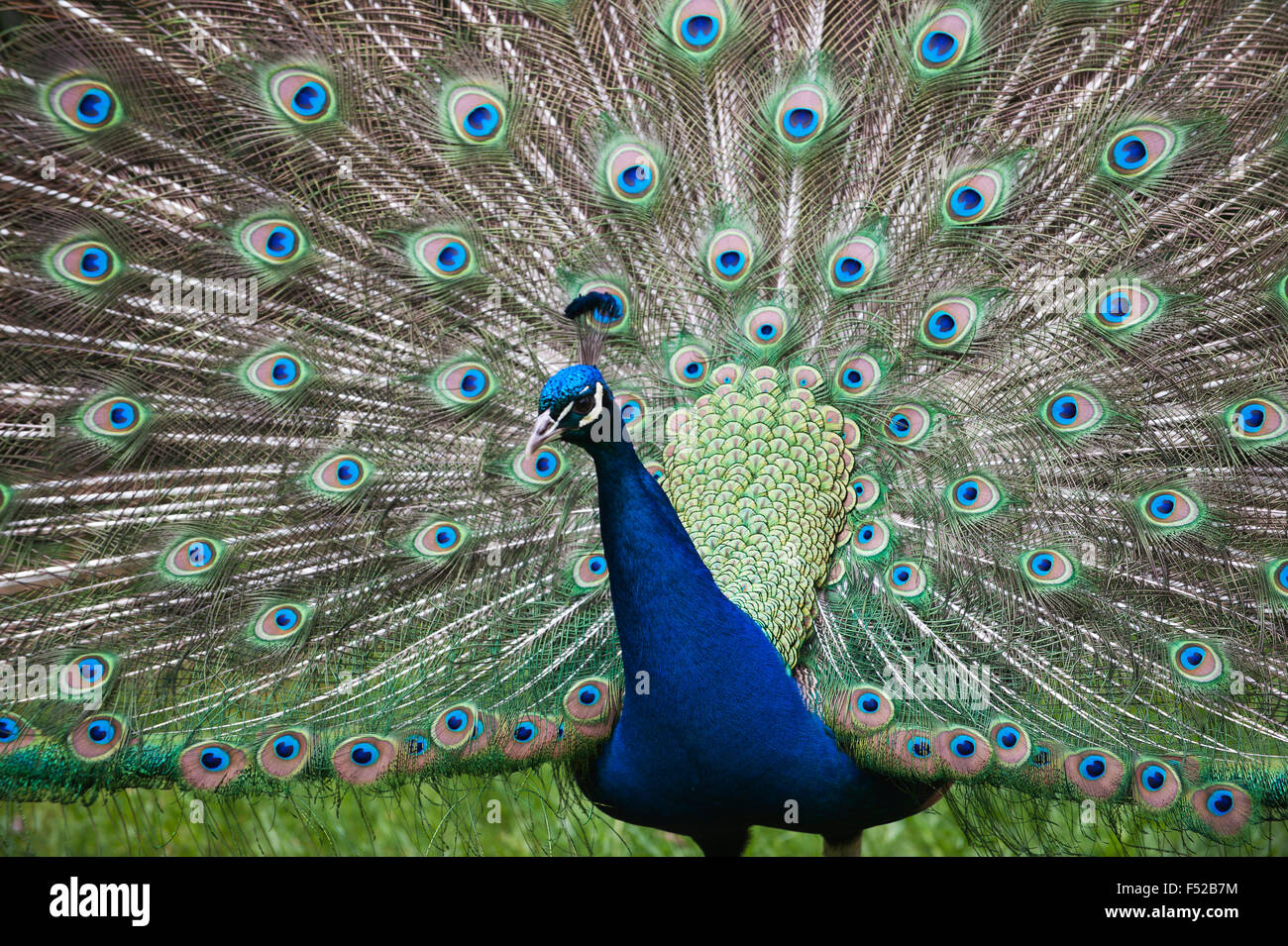 Tänzelnden blaue Pfau (Pavo Cristatus) Pfauen Vogel Stockfoto