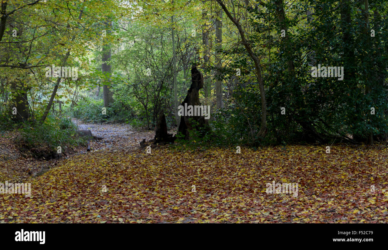 Weg durch den Wald im Herbst Stockfoto