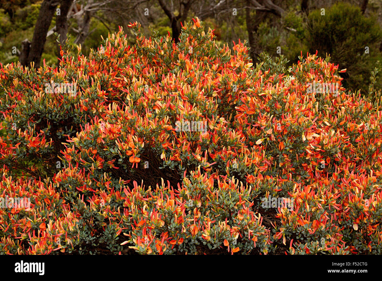 Masse von leuchtend orange / rote Blüten Templetonia Retusa, Cocky der