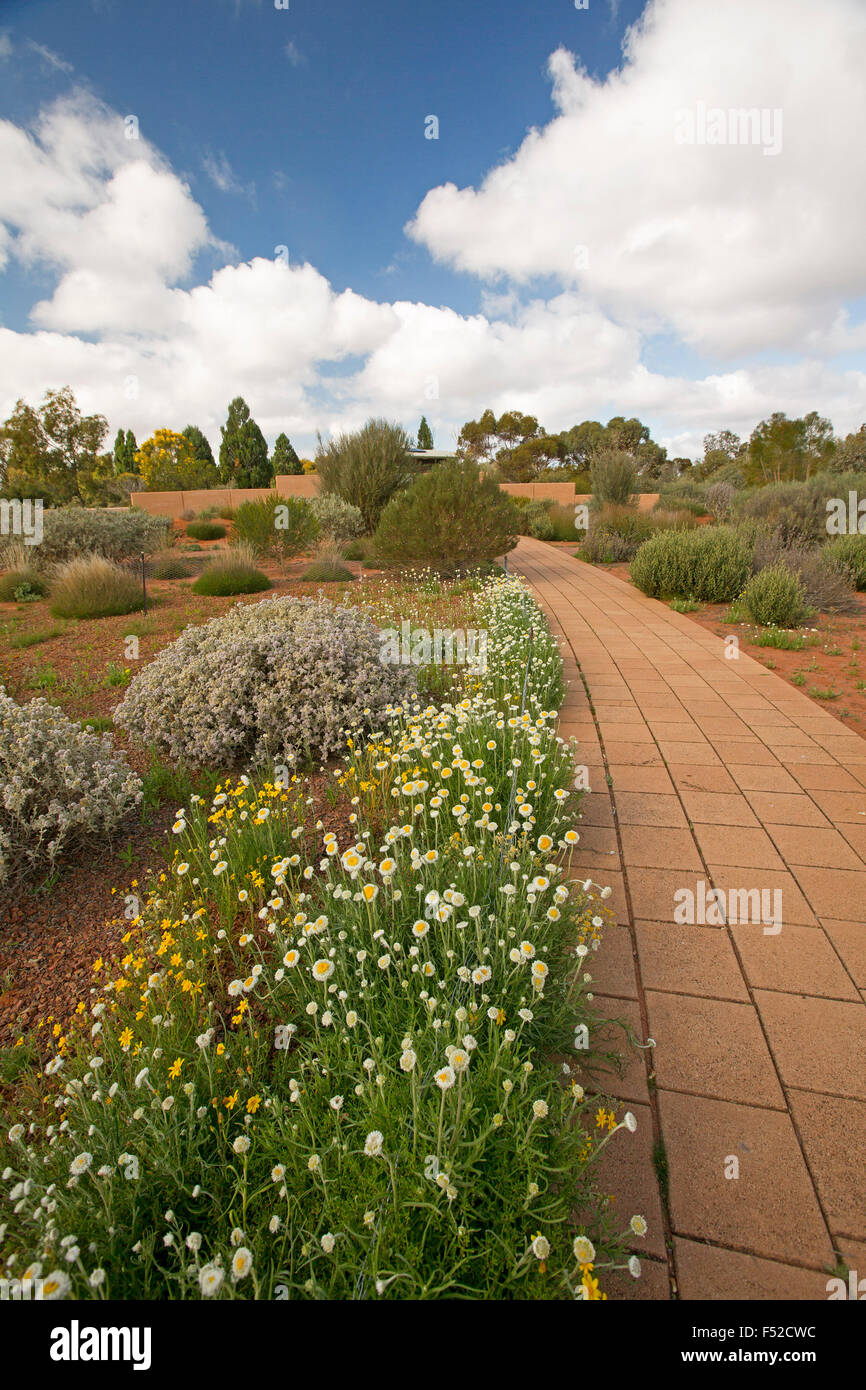 Weg durch die Landschaft mit Massen von Wildblumen unter blauem Himmel an Australian Arid Lands Botanic Gardens Port Augusta South Australia Stockfoto