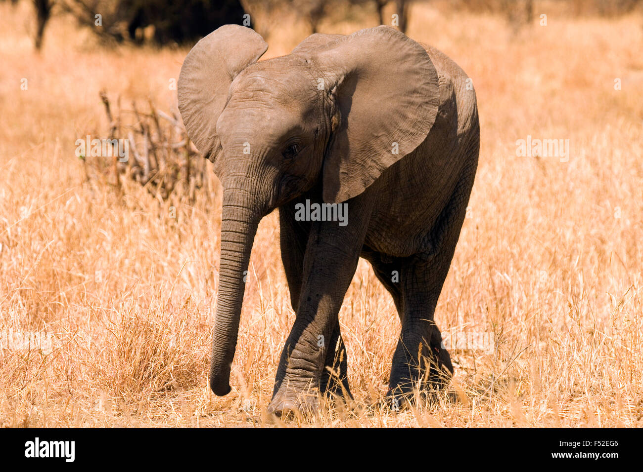 Baby-Elefant, Tarangire Nationalpark, Tansania Stockfoto