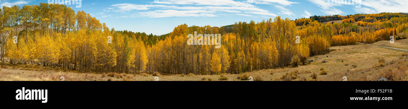 Herbstlaub auf Utah State University 12 Panorama, Utah, USA Stockfoto