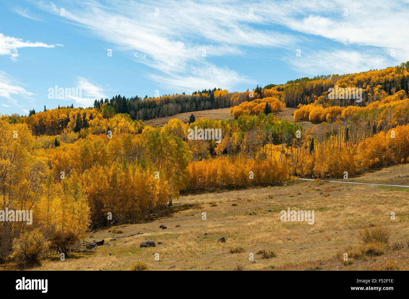 Herbstlaub auf Utah State Route 12, Utah, USA Stockfoto
