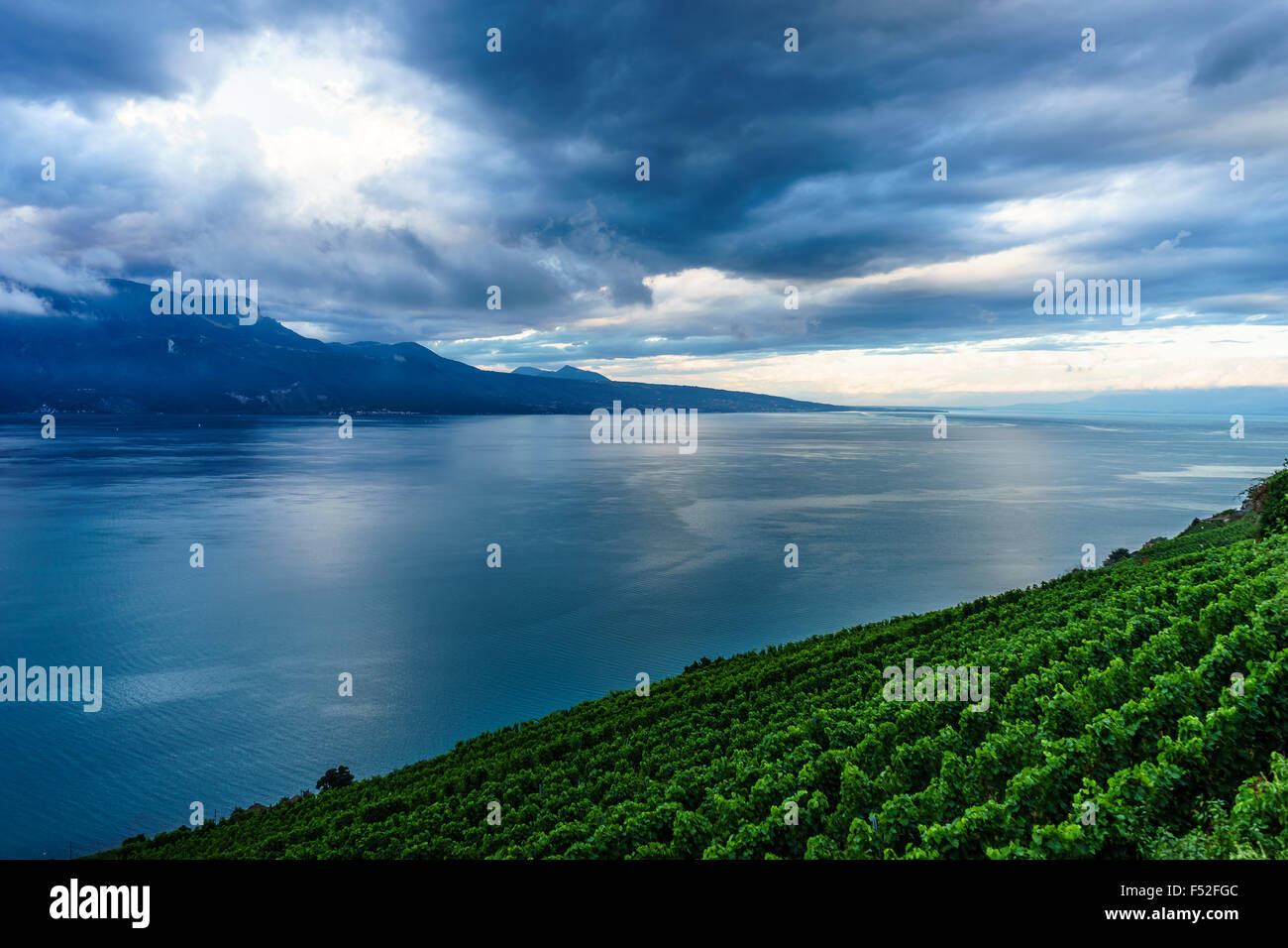 Die Weinberge im Lavaux, einem UNESCO-Weltkulturerbe. Genfer See, Schweiz. Stockfoto