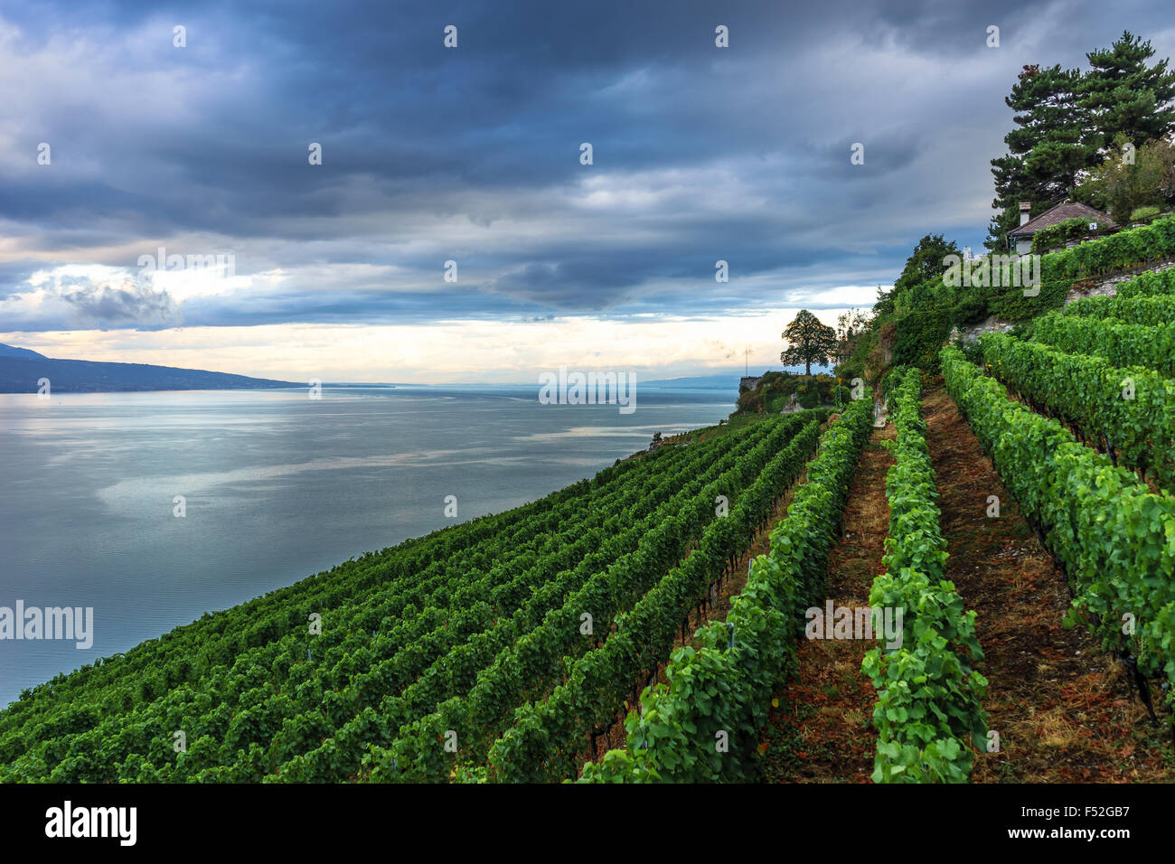 Reihen von den Weinbergen des Lavaux, einem UNESCO-Weltkulturerbe. Genfer See, Schweiz. Stockfoto