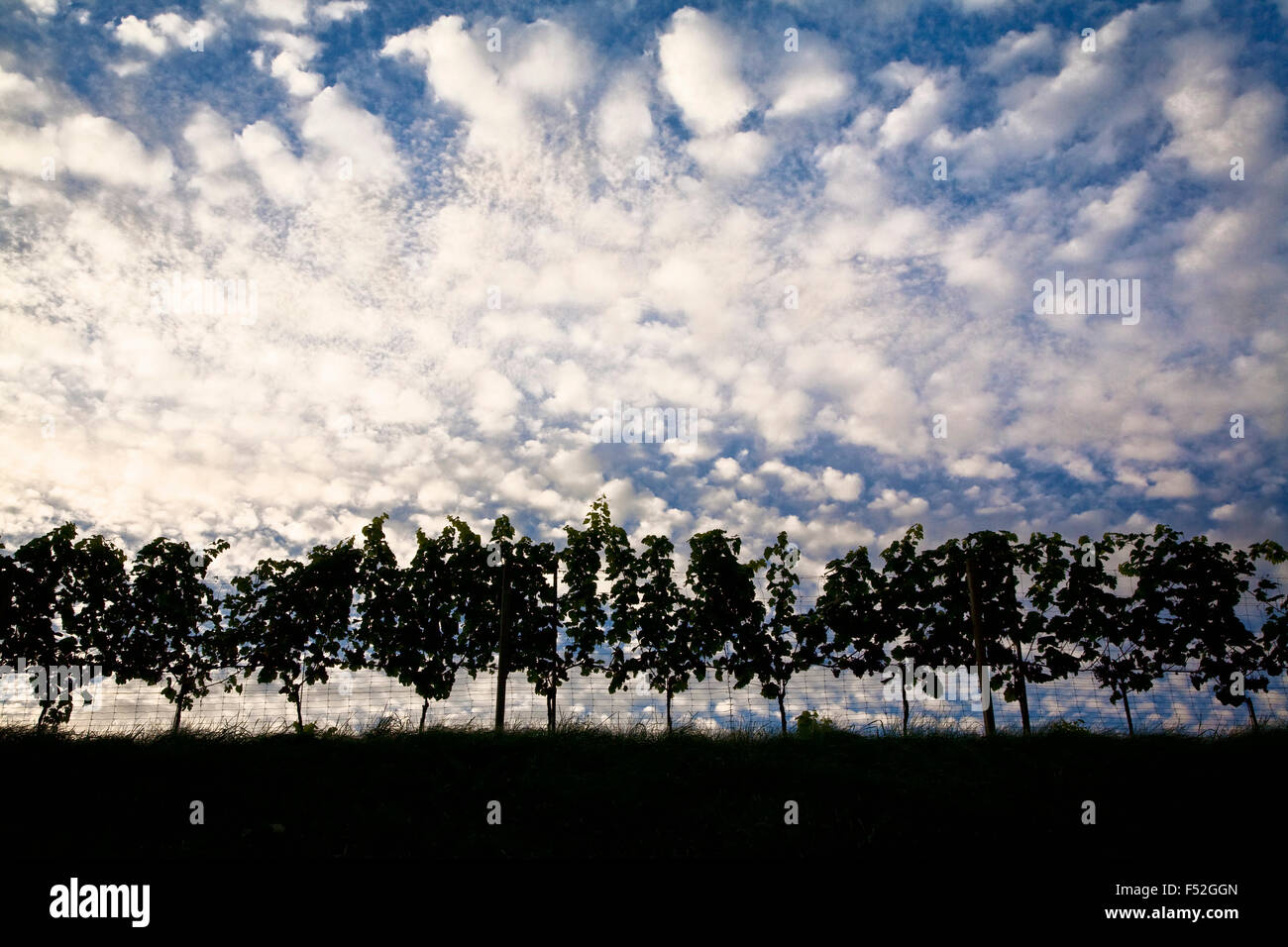 Weinberge in der Steiermark in der Nähe von Gamlitz, Österreich. Stockfoto