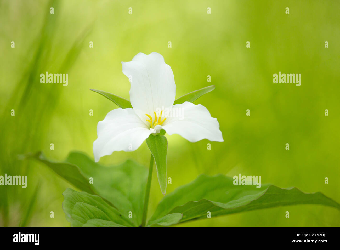 Large-flowered Trillium im nördlichen Wisconsin Stockfoto