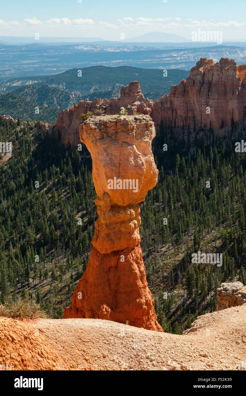 Hoodoo am Agua Canyon, Bryce Canyon, Utah, USA Stockfoto