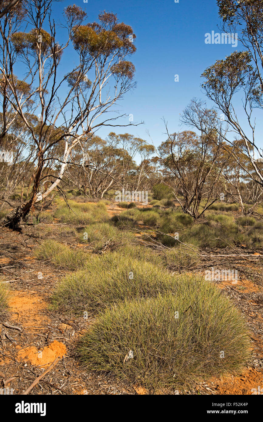 Australische Outback-Landschaft mit Bergen von Spinifex / Stachelschwein Rasen wächst unter Mallee Wälder im Mungo National Park NSW Australia Stockfoto