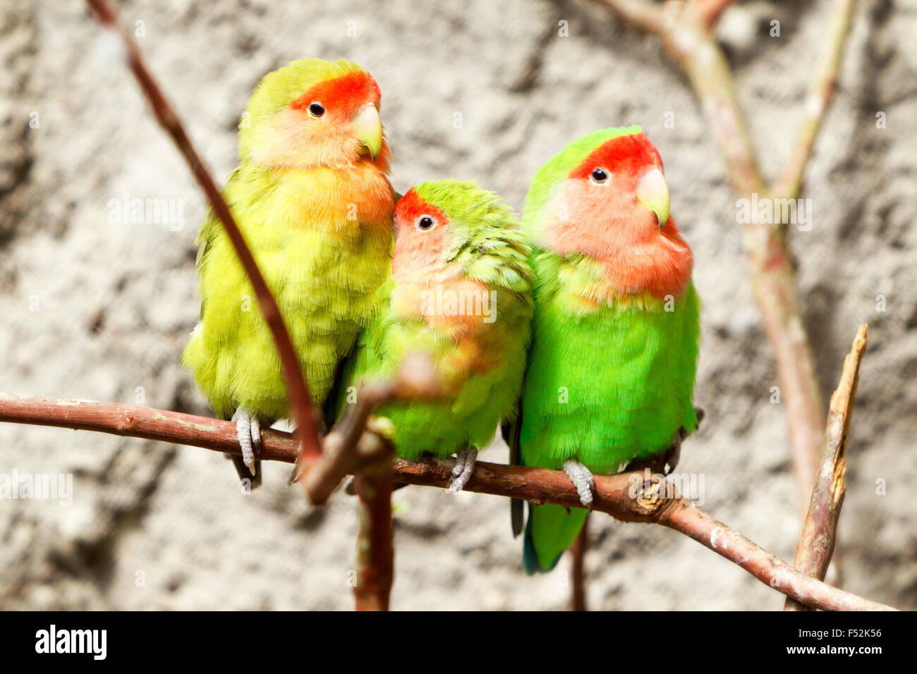 Familie der liebevollen Vogel auf einem Zweig Schuß in der Natur Umgebungen Stockfoto