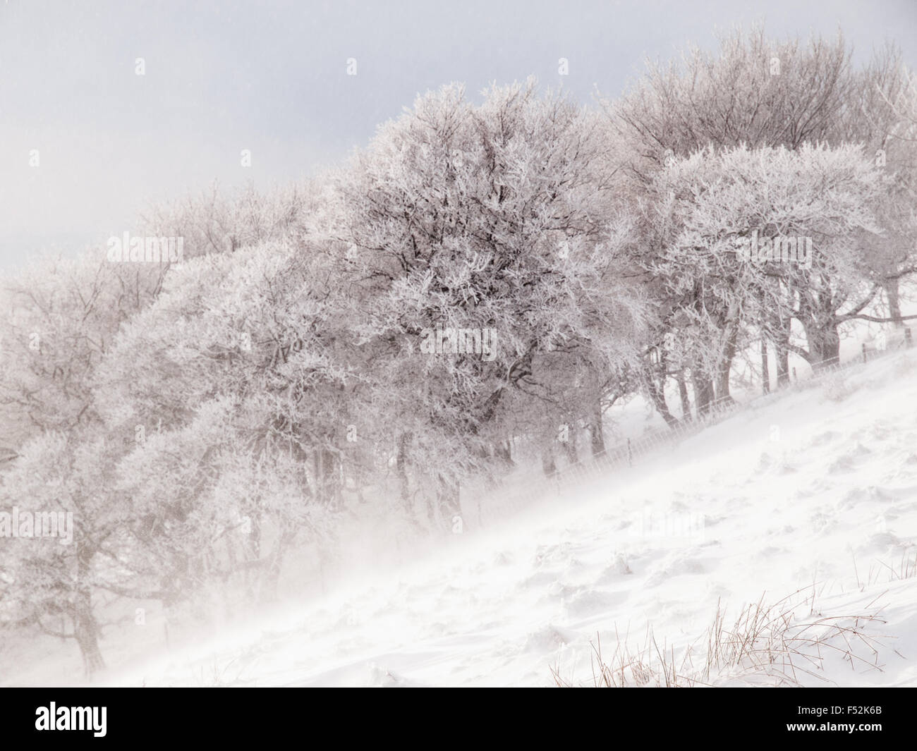 Frischer Schnee auf Wald, Rushup Edge in The Derbyshire Peak District Stockfoto