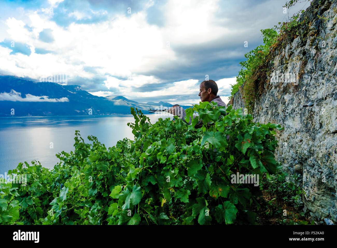 Ein Bauer schneidet die Weinberg-Hecken im Lavaux, einem UNESCO-Weltkulturerbe. Genfer See, Schweiz. Stockfoto
