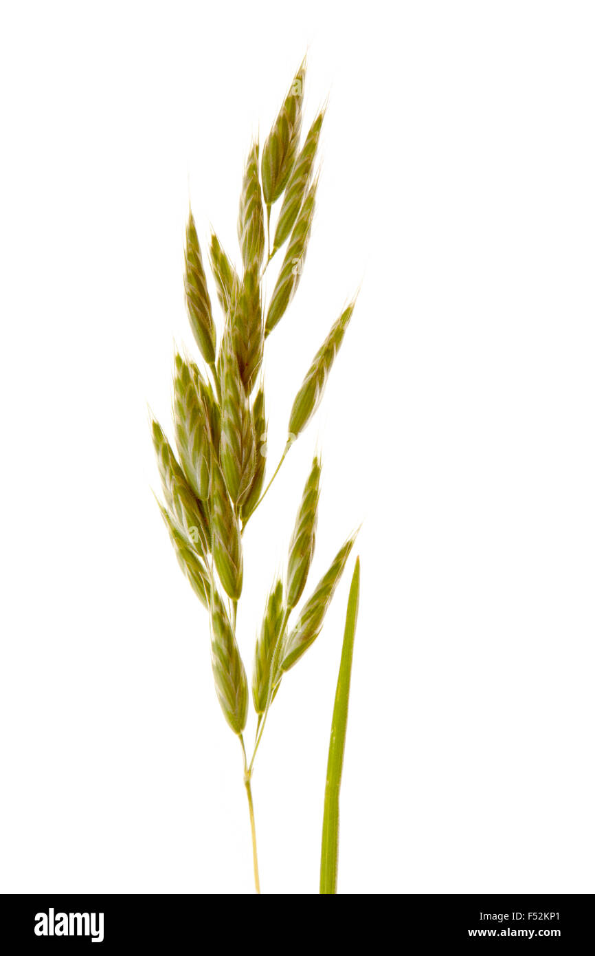 Ausschnitt, weiche Brome, Gräser, Klinge, individuell, Nahaufnahme Stockfoto