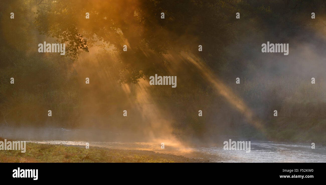 Deutschland, Nordrhein-Westfalen, Wahner Heide, Aggeraue, Fluss, Bäume, Morgennebel und Hintergrundbeleuchtung, Stockfoto