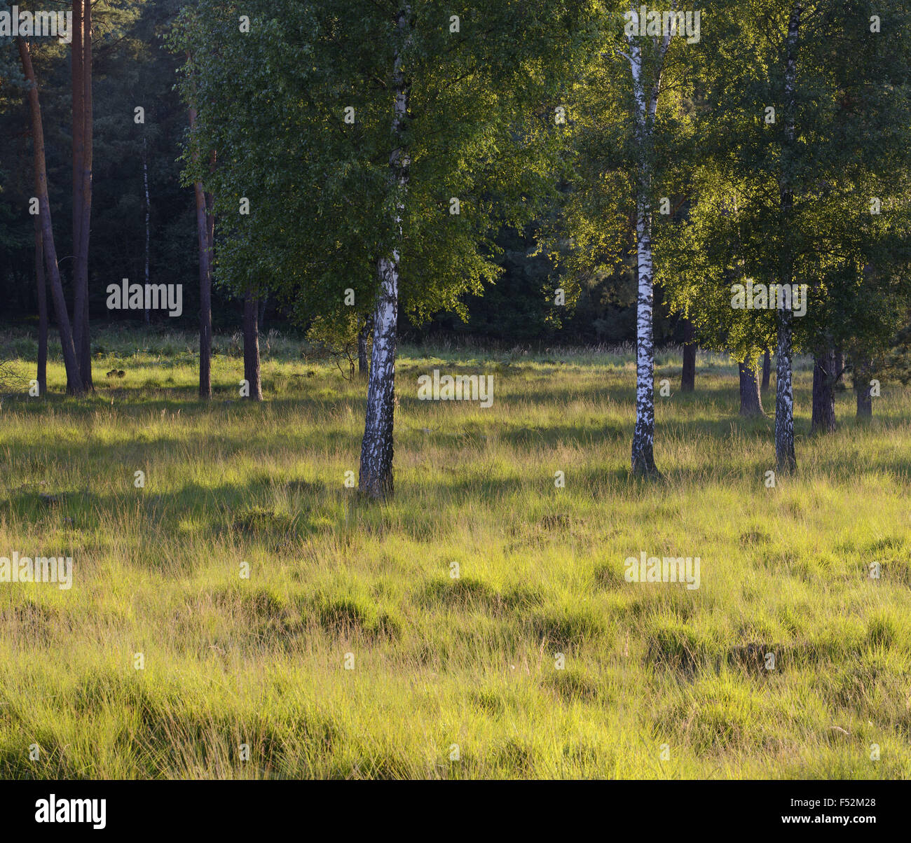 Deutschland, Nordrhein-Westfalen, Wahner Heide, Birkenwald im Frühjahr, weinende Birke, Betula Pendel, Stockfoto