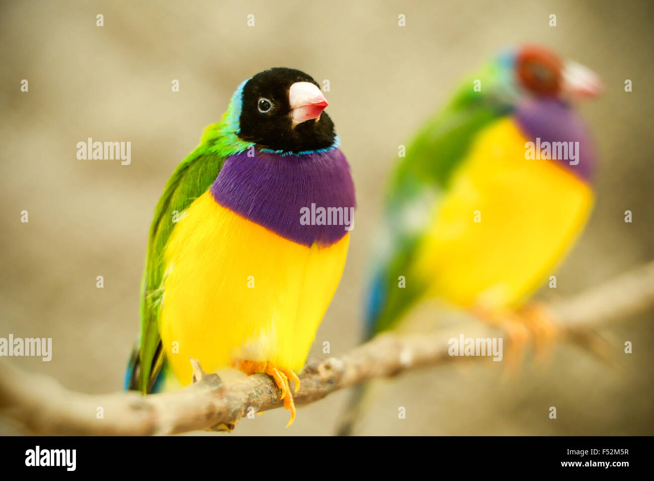 Männliche Gold Finch sitzt auf einem Ast und unscharf, Weiblich Stockfoto