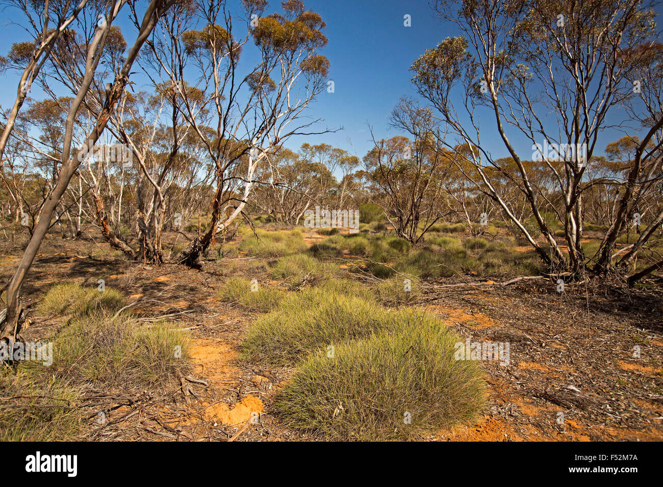 Australische Outback-Landschaft mit Bergen von Spinifex / Stachelschwein Rasen wächst unter Mallee Wälder im Mungo National Park NSW Australia Stockfoto