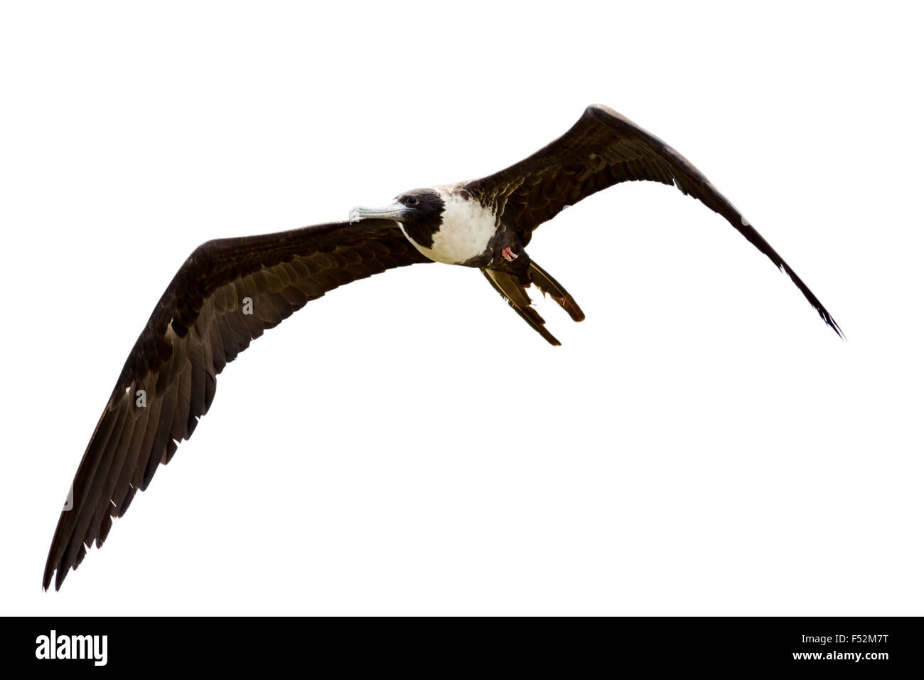 Weibliche Fregatte Vogel im Flug isoliert auf weißem Stockfoto