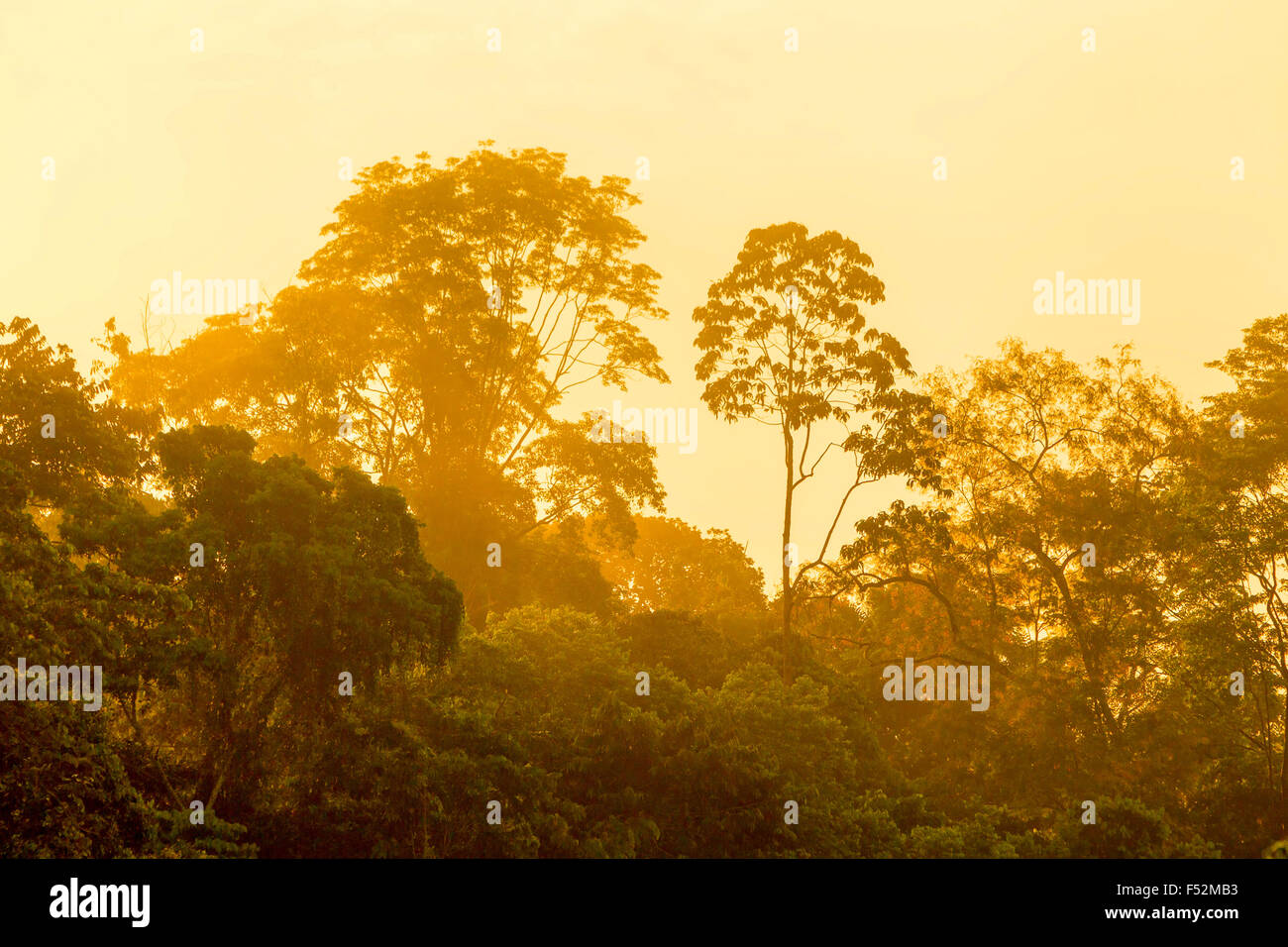 Sonnenaufgang über dem Amazonas Dschungel Stockfoto