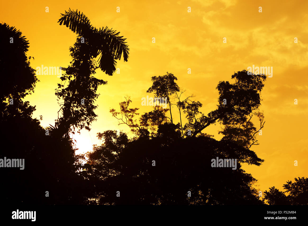 Sonnenaufgang über dem Amazonas Dschungel Stockfoto