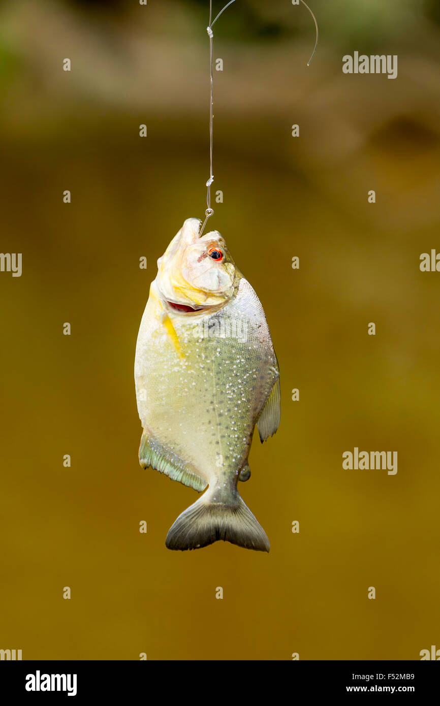 Kleine Piranha Fische gefangen im Amazonasbecken Stockfoto