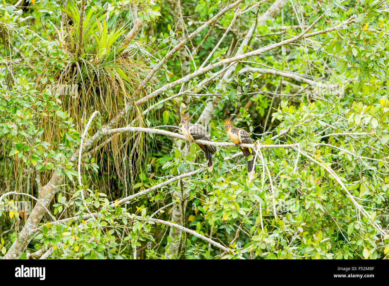 Hoatzin Paar Schuß in der Wilden Limoncocha Lagune Ecuador Stockfoto