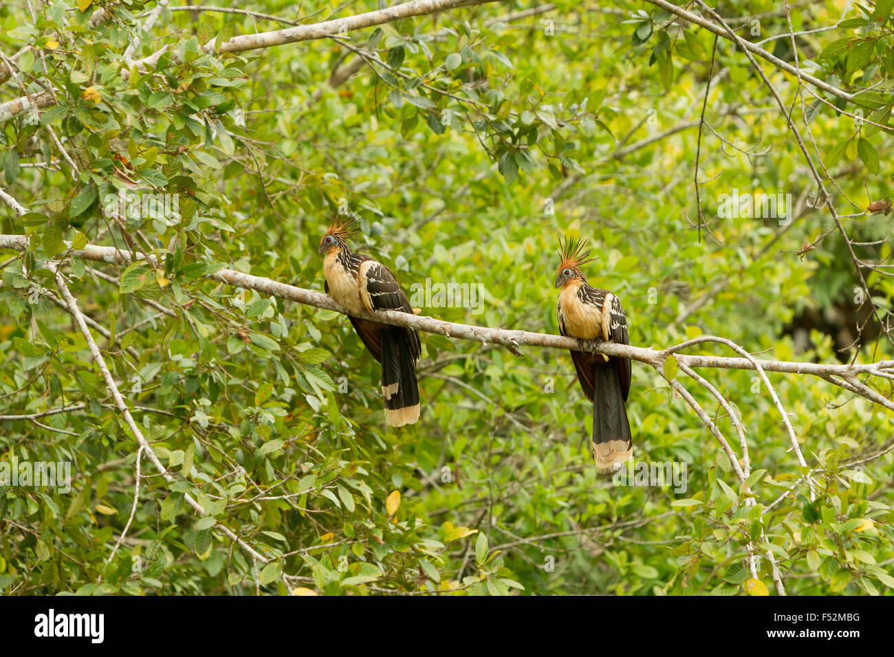 Zwei Hoatzinvögel stehen nebeneinander auf einem horizontalen Baumzweig in einem üppig grünen Wald. Die Vögel haben markante rötlich-braune Wappen, blassblaue Augen und meliertes braunes und weißes Gefieder Stockfoto