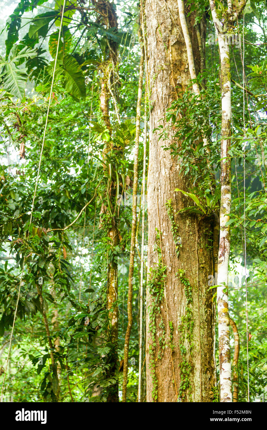 Riesige Reben im ecuadorianischen Yasuni Nationalpark Stockfoto