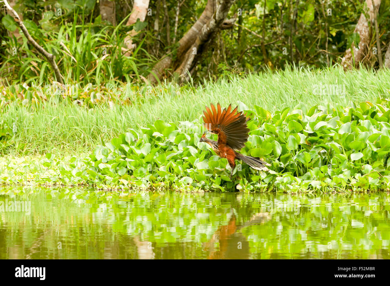 Ein Vogel mit leuchtendem rötlich-braunem und schwarzem Gefieder, mit aufgefächertem Schwanz und ausgestreckten Flügeln wird während der Landung auf einem dichten Fleck grüner Wasserpflanzen entlang eines ruhigen Wasserrandes gefangen. Die Stockfoto