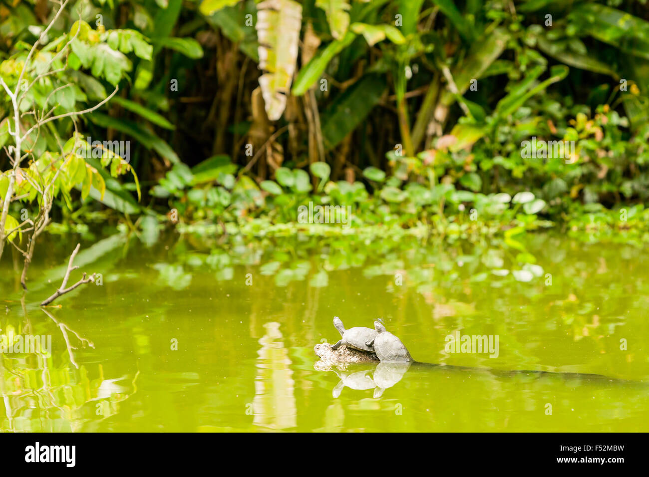 Wilde Schildkröten im ecuadorianischen Amazonasgebiet in voller Größe sehen Sie könnte ein Insekt auf ihnen sitzen Stockfoto
