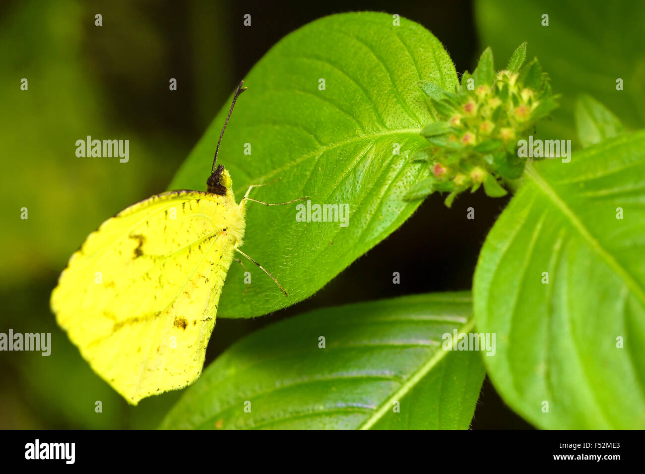 Schönen wolkenlosen Schwefel Phoebis Sennae Schmetterling stellte auf einem grünen Blatt Stockfoto