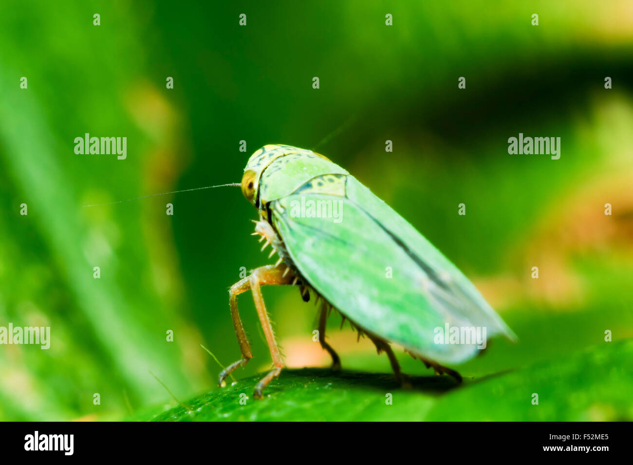 Die kleinste Grashüpfer der Unterordnung Caelifera in der Reihenfolge Orthoptera ca. 3 mm Länge konzentrieren sich auf das Auge geringe Tiefenschärfe Stockfoto