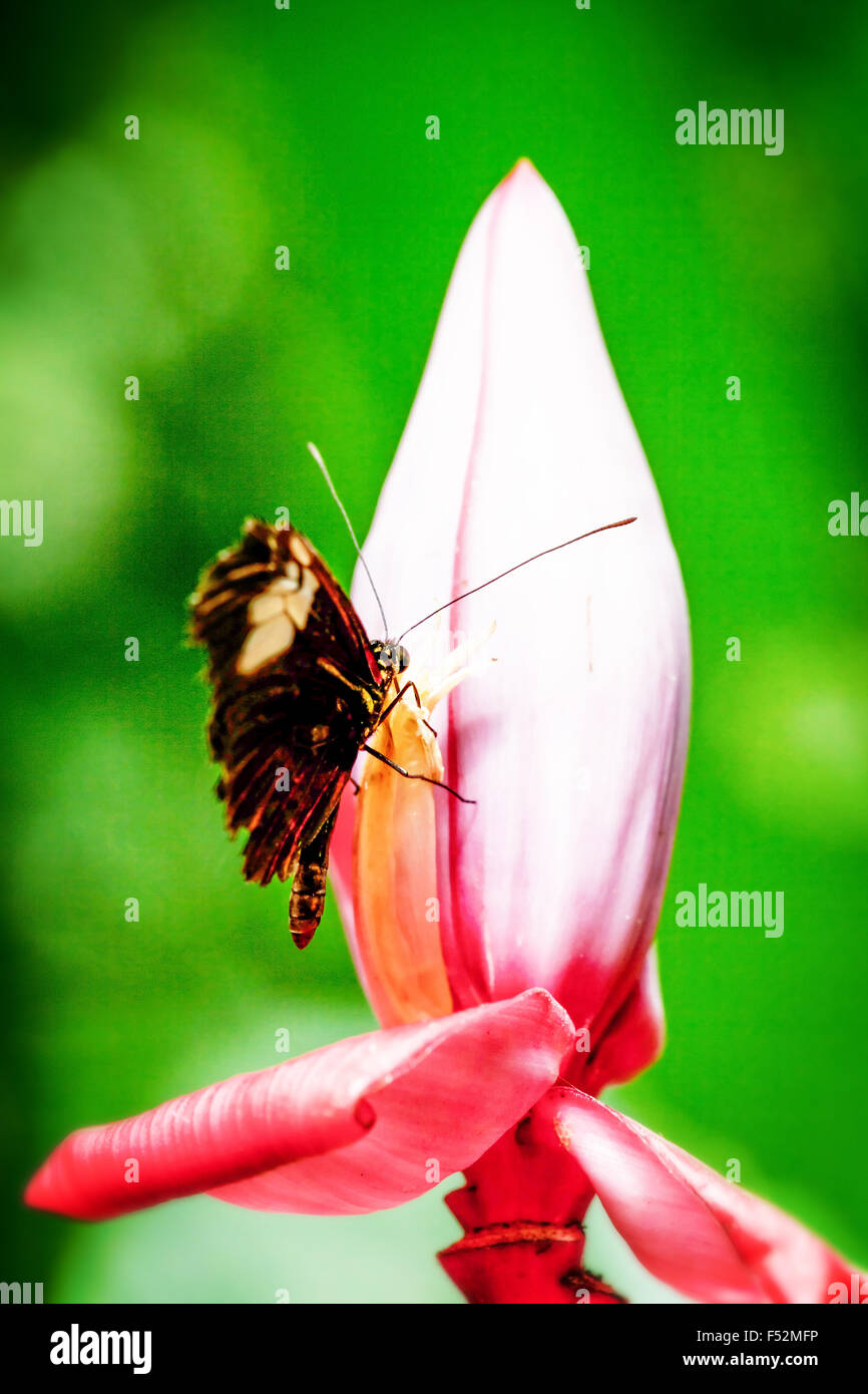 Exotischen Schmetterlings Fütterung auf eine Banane Blume Stockfoto