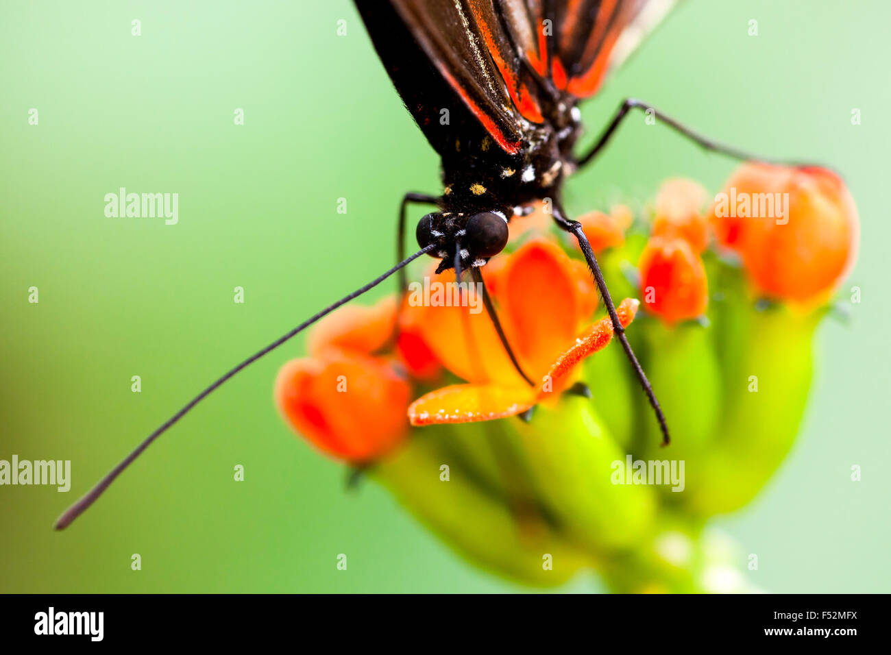 Exotischen Schmetterlings Fütterung auf eine bunte Blume Geschossen mit  Umgebungslicht in Amazon Wald Stockfotografie - Alamy