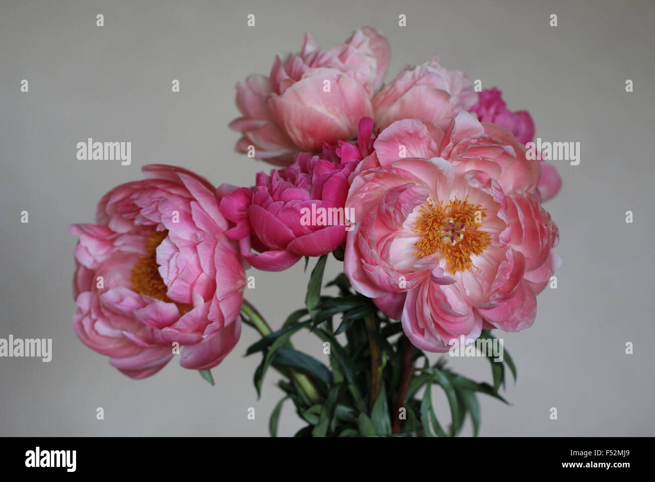Bouquet von rosa Pfingstrosen Stockfoto