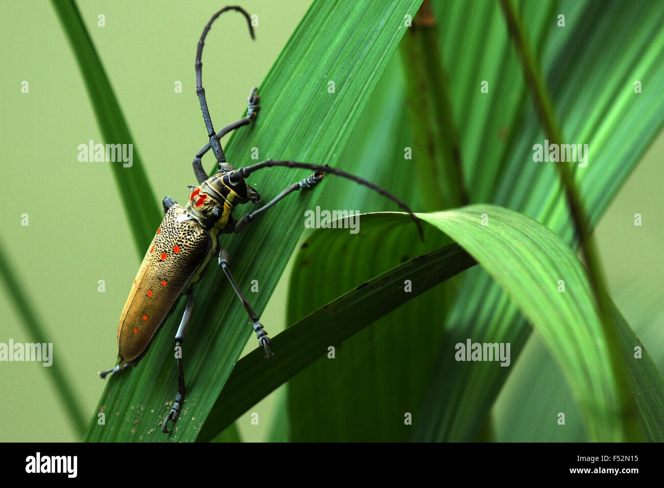 Insekt mit langen Fühlern Stockfoto