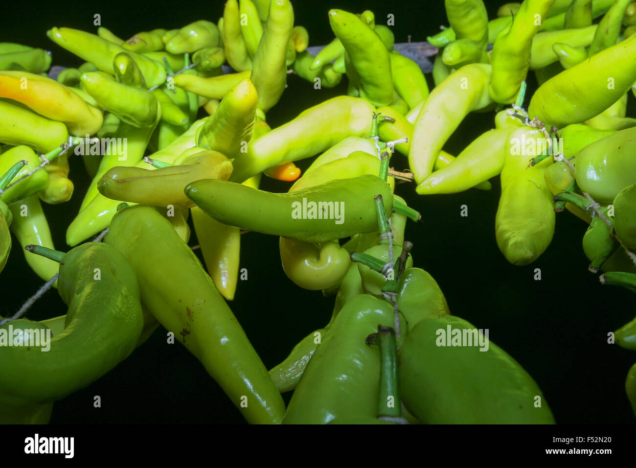 Anaheim Paprika sind vielfältige milde Chilischote verwendet in ... Anaheim Paprika sind vielfältige milde Chilischote verwendet in ...