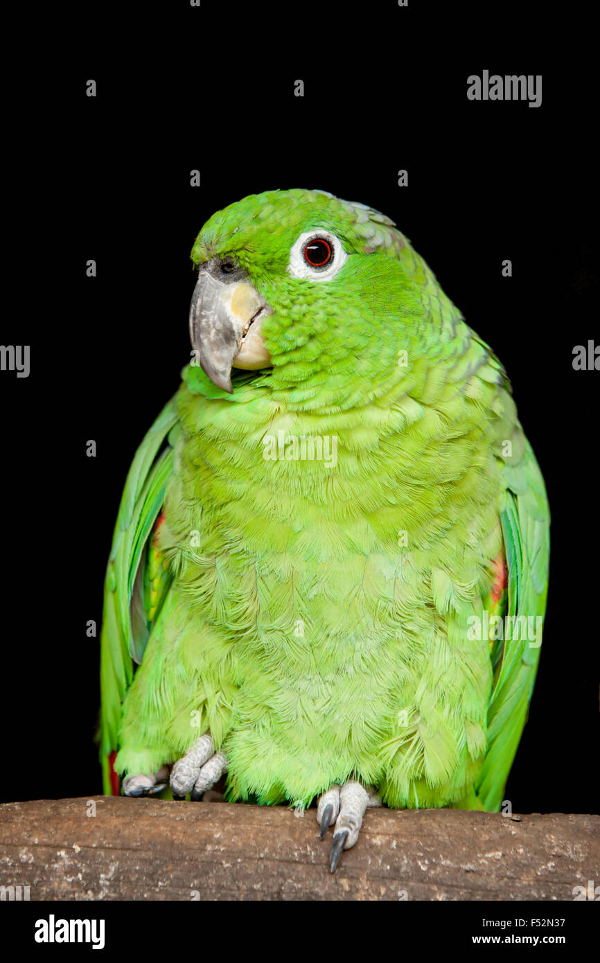 Kleiner grüner papagei -Fotos und -Bildmaterial in hoher Auflösung – Alamy